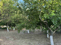 Image 36
